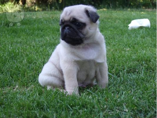 Πατημασιά Το Pug παραμένει μια από τις πιο δημοφιλείς φυλές που...